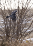 Coopers Hawk